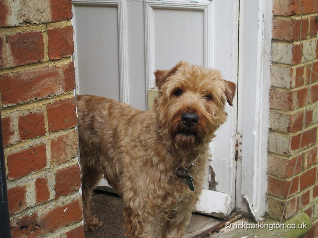 Finbar the Irish Terrier