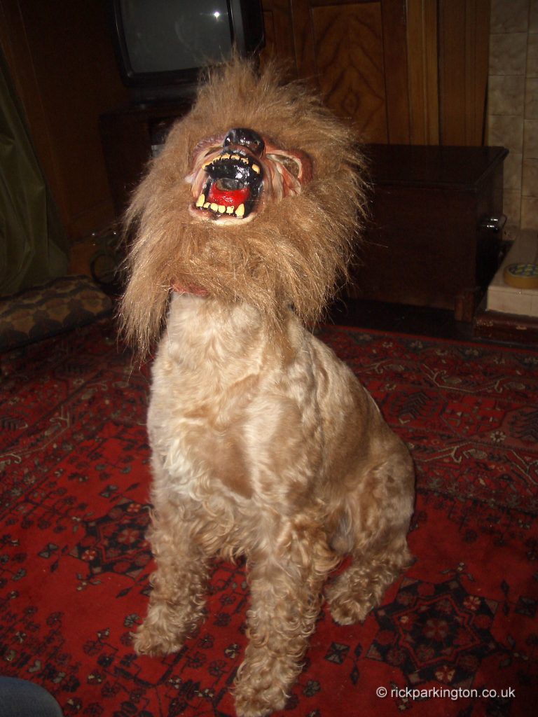beware the Irish Terrier at Halloween...